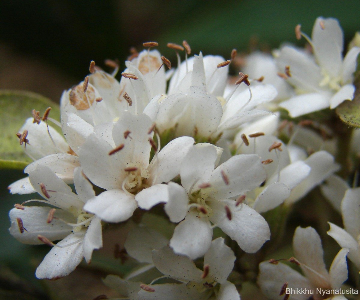 Cordia alliodora (Ruiz & Pav.) Oken